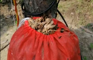 耳聽為虛，眼見為實，看得見的殺蟲效果