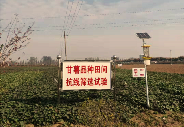 云飛太陽能殺蟲燈為安徽大學甘薯試驗田綠色種